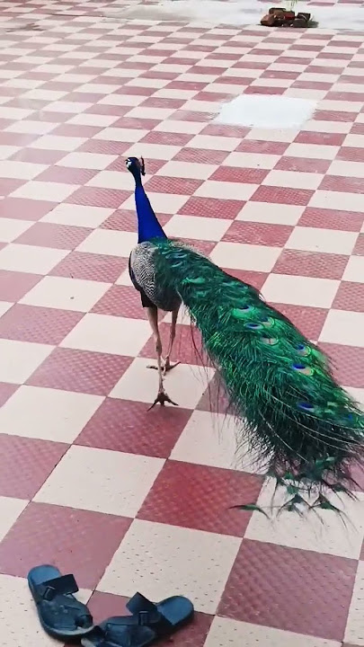 #nationalbirdofindia #MOR WOW