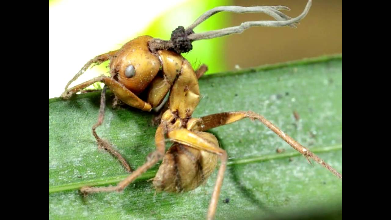 Ciencia o Ficción ¡Hormigas Zombies! (episodio 1) YouTube