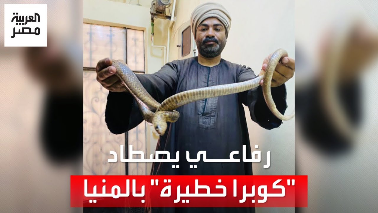 مغامرة تحبس الأنفاس.. صائد ثعابين يصطاد أفعى كوبرا داخل منزل في المنيا ويكشف أسرار المهنة المخيفة