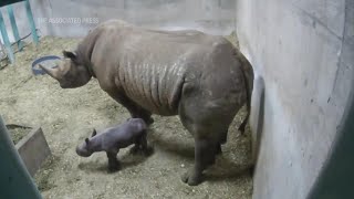 Oregon Zoo welcomes a new rhinoceros calf - Jozi