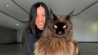 He Grew to the Size of His Owner… but Still Thinks He’s a Kitten