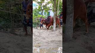ট্রাকে গরু উঠানো?🐂 #cow #goru #viralvideo #foryou