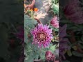 last chandramollika #music #indoorplantlover #plantsofindia
