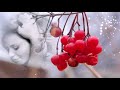 ...с любовью о любви... Николай Берег - Белая вьюга