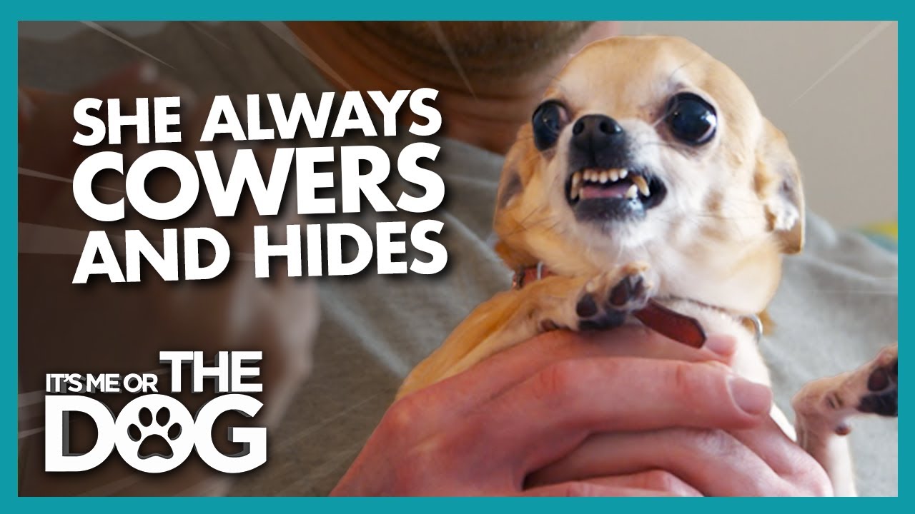 how do i know if my chihuahua is scared