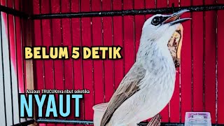 TRUCUK BETINA memanggil lawan, pancingan trucuk agar BUNYI GACOR NGALAS 