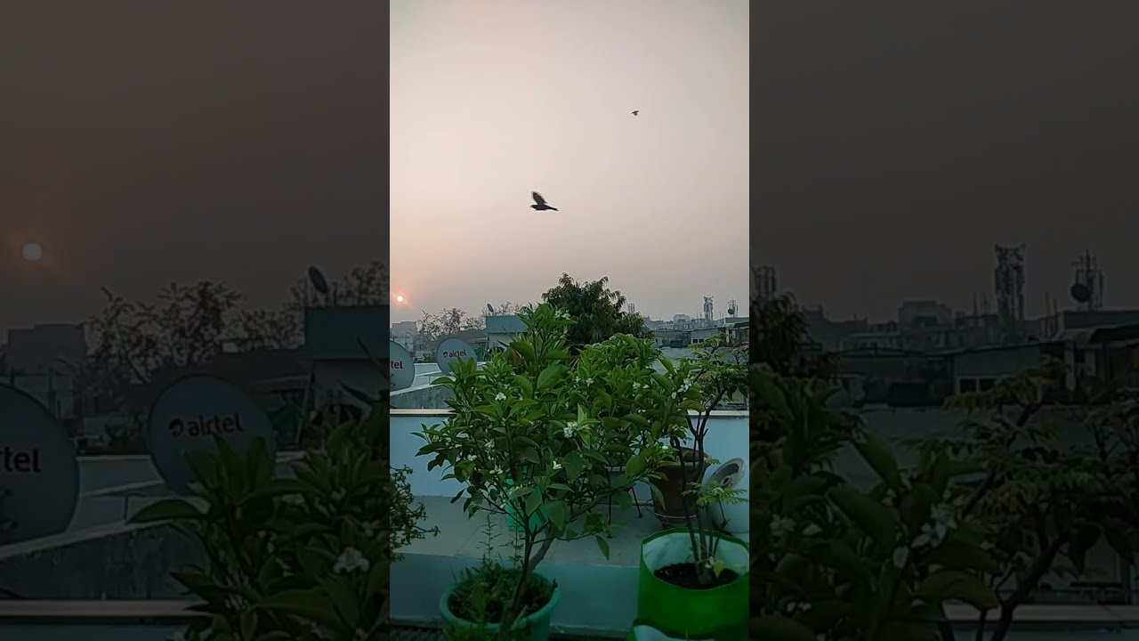 Organic Terrace Garden is live