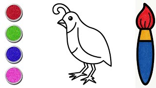 Quail Bird Drawing and Coloring for Kids Learn Colors with Quail Bird Color With Musa