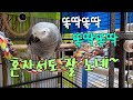 엄마,아빠가 외출하면 똘이는 혼자서 뭘 할까요?~[연구대상똘이] African gray parrot Papago parrot, cockatoo インコ, オウム 鸚鵡, 鳳頭鸚鵡