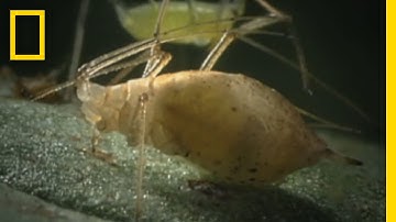 Parasitic Wasps | National Geographic