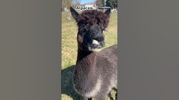 Alpaca they are cute 😘😘 #shortsvideo #alpaca #alpacafarm #newzealand #india #youtubeshorts #shorts