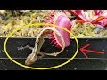 SECRETS of Growing Venus's Flytrap (World's Most Spectacular Plants episode 14 of 14)