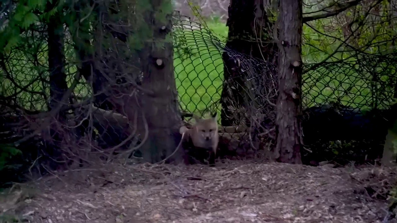 The Popham Bay Foxes 2