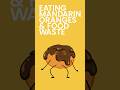 Eating Mandarin Oranges & Food Waste #shorts