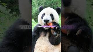 He Ignored The Panda For Days Then Brought A Mountain Of Food To Apologize