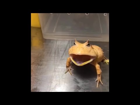ვიდეო: მეცნიერმა აღმოაჩინა ბაყაყი ბაყაყის შიგნით კომპიუტერული ტომოგრაფიის დროს - Pac Man Frog ჭამს ბაყაყს