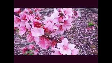 桃花酒