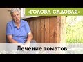 Голова садовая - Лечение томатов