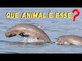 ESSE ANIMAL VIVE EM RIOS E OCEANOS! UM DOS GOLFINHOS MAIS RAROS DO MUNDO!