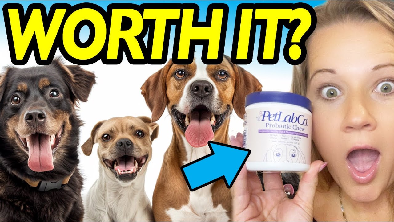 The Truth About Trying Petlab CO’s Viral Probiotic Chews For Dogs