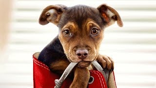 A Dog's Way Home • trailer • Columbia Pictures