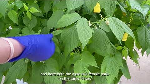 Inside Raspberry Breeding: Insights from James Hutton Limited - Episode 2