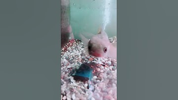 Cá lóc trân châu đen