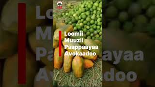 Gammoojjii mise#ethiopia #agriculture