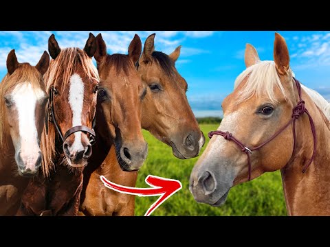 New Horse Meets
