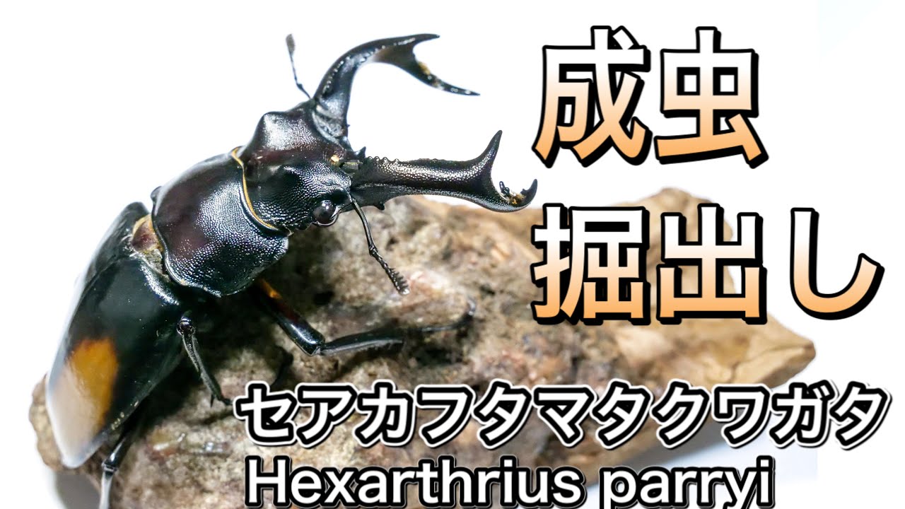 出るか？巨大成虫！セアカフタマタクワガタのオス2頭を掘り出したぞ