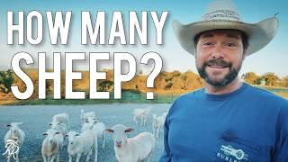 How Many Sheep Per Acre? The REAL Numbers Across America