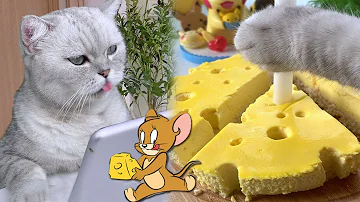 Chef Cat ChangAn Tom Jerry Cheese Cake Dessert Collection Cat Cooking Food ASMR 