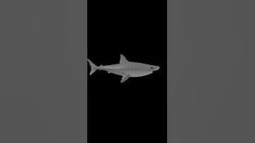 Tiburón 3D en Blender  #blender3d  #render#3d