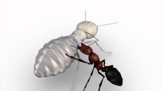 Termites act as 'suicide bombers' to defend their colonies screenshot 3