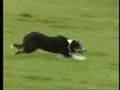 Go Way Hound Dog Cliff Johnson