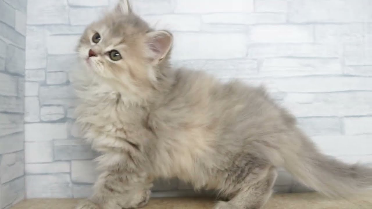 当店出産】【KIKUCHI PET】 仔犬仔猫 No.250722 ラガマフィン