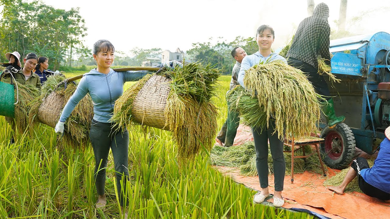 Harvesting Rice Help Villagers A Hard Working Day - The Autumn Rice Crop is Heavy With Grain