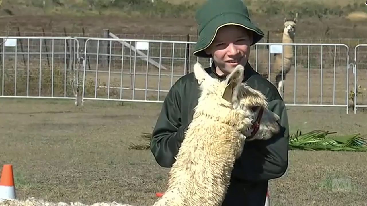 Alpaca program to assist special needs students at Gin Gin, Queensland ...