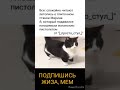 Жиза. Обычная ситуация в школе... Плюшевый испанский пистолет 😂👍 @[_просто_стул_] #youtube#шортс