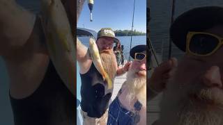 Look at this massive Rock Bass @lowermichiganadventures