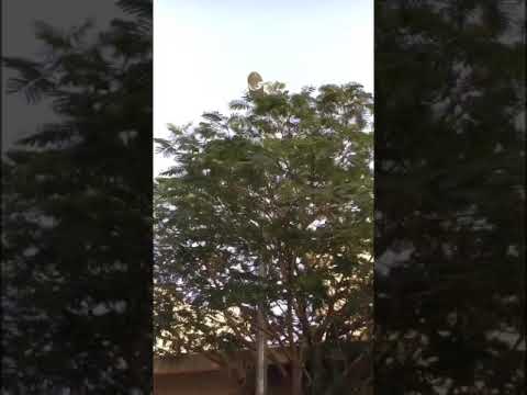 شاهد شجرة البونسيانا في مدينة بريدة صامدة رغم الجفاف