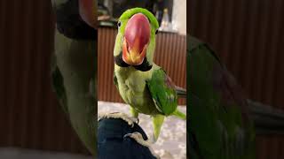 Pyare Mithu #parrot #shortvideo #youtubeshorts #talkingparrot #pets #shorts #trending #share #cute