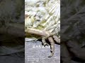 5月18日瀕死