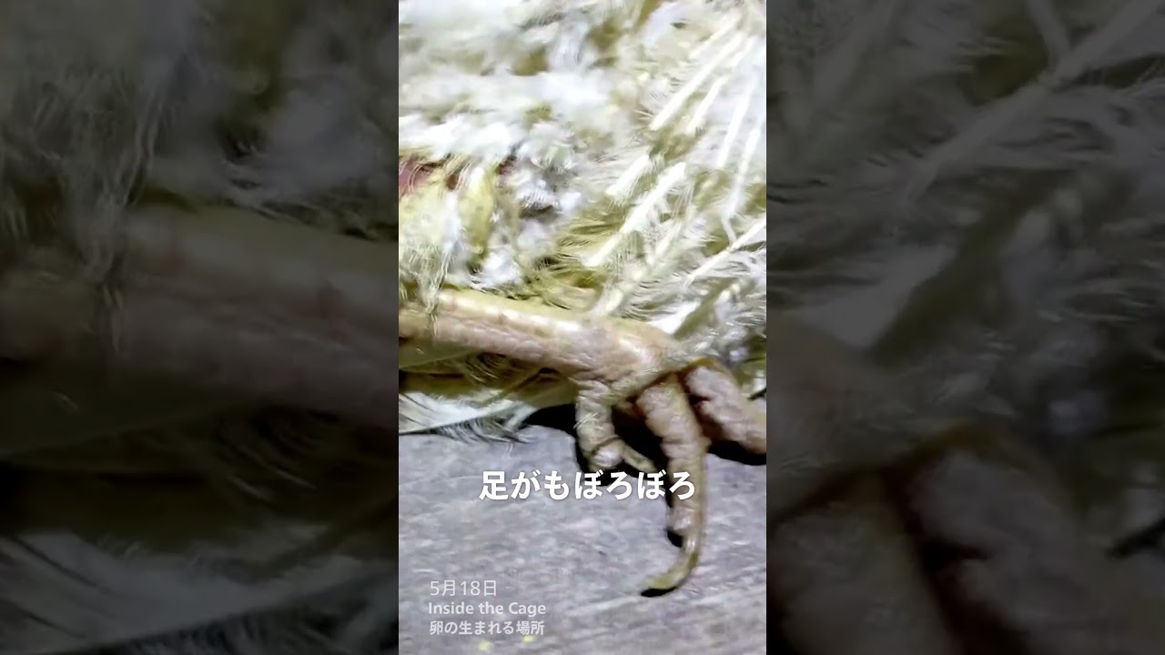 5月18日瀕死