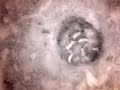 Birdcam_2010-04-27_19-39-57.avi