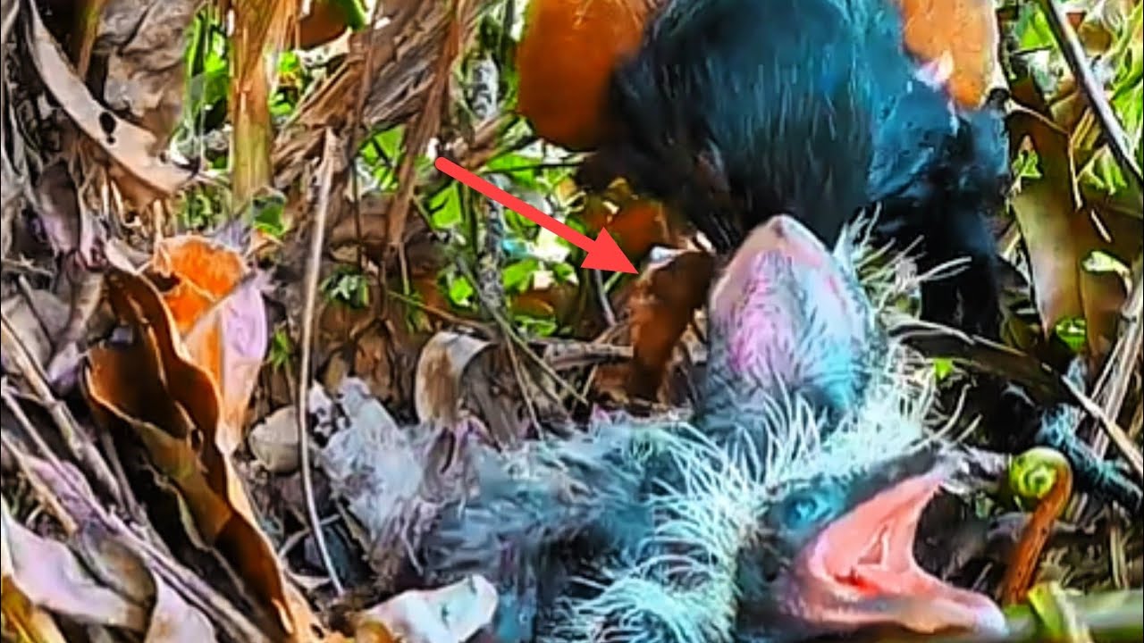 KETIKA BAYI BURUNG TERBURU-BURU UNTUK MAKAN