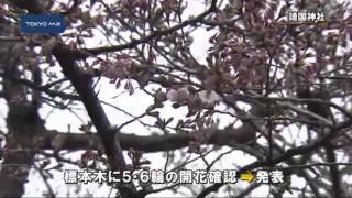 東京のサクラが開花