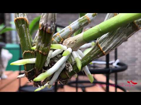 HOW TO REGROW ORCHIDS ROOTS