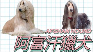 阿富汗獵犬介紹❗歷史,飼養,訓練,變種