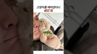 얼굴에 자석 붙은 냥이 떼어내면 벌어지는 일 #고양이 #반려묘 #집사일상 #웃긴고양이 #야옹이 #냥이